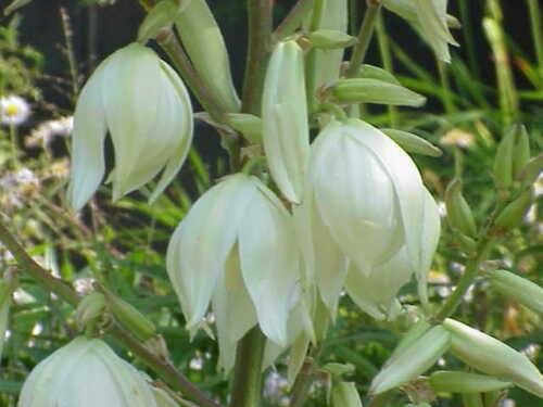 30 Adams Needle Seeds - Seed World