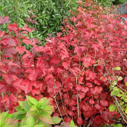 30 American Highbush Cranberry Seeds - Seed World