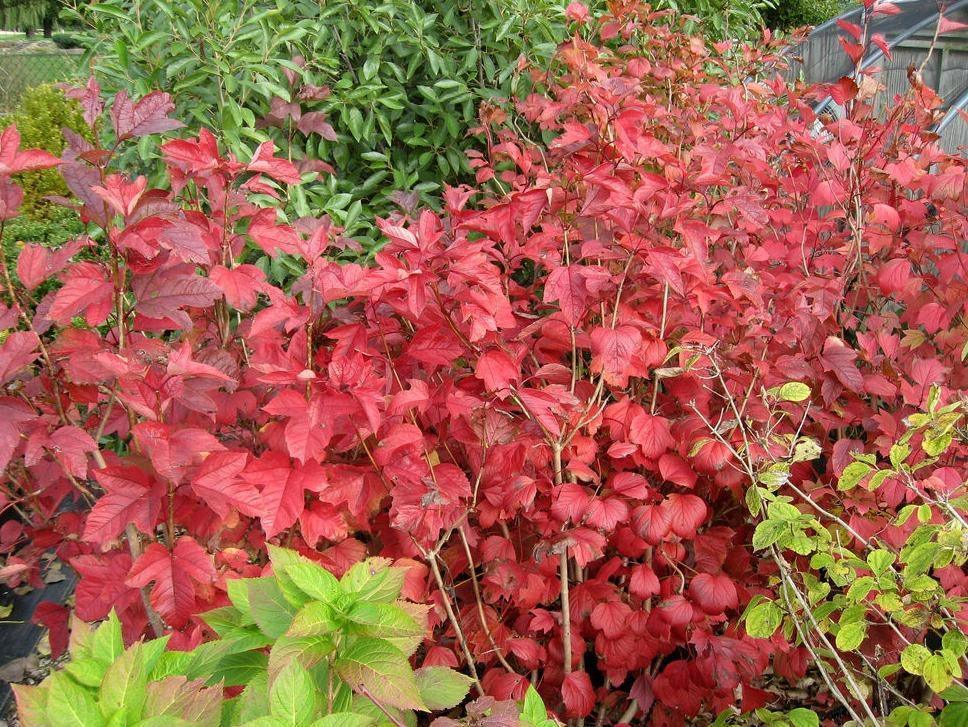 30 American Highbush Cranberry Seeds - Seed World
