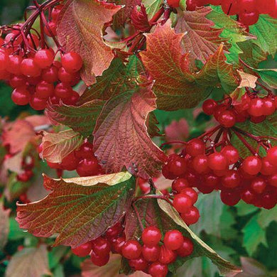 30 American Highbush Cranberry Seeds - Seed World