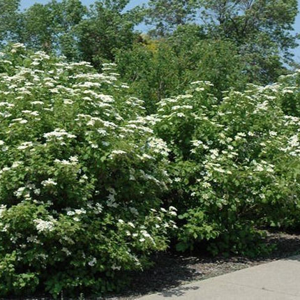 30 American Highbush Cranberry Seeds - Seed World