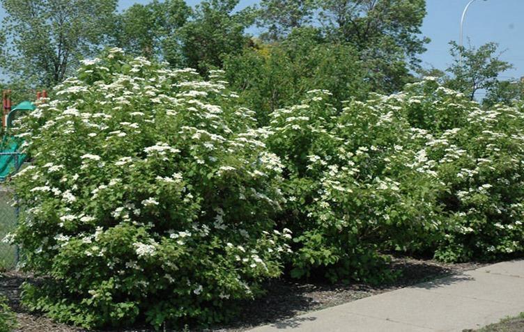 30 American Highbush Cranberry Seeds - Seed World