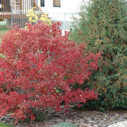 30 American Highbush Cranberry Seeds - Seed World