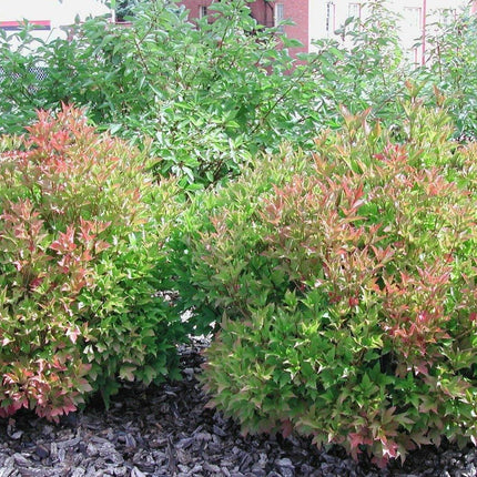 30 American Highbush Cranberry Seeds - Seed World