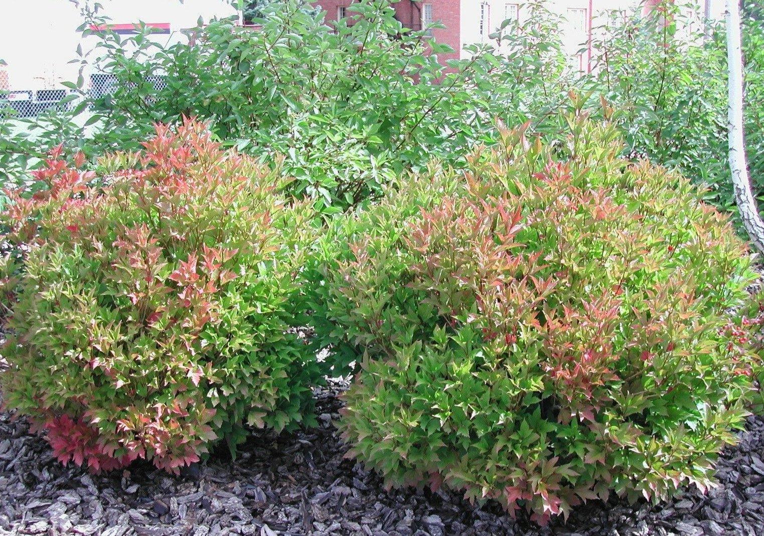 30 American Highbush Cranberry Seeds - Seed World