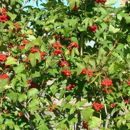 30 American Highbush Cranberry Seeds - Seed World