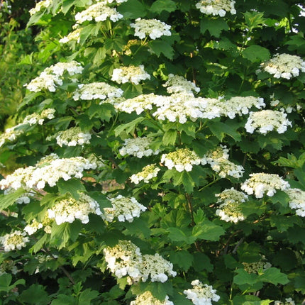 30 American Highbush Cranberry Seeds - Seed World