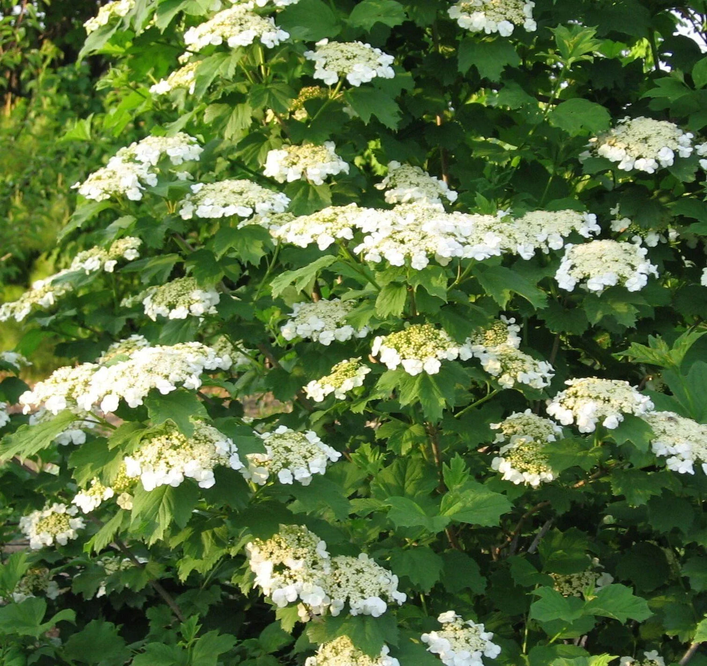 30 American Highbush Cranberry Seeds - Seed World