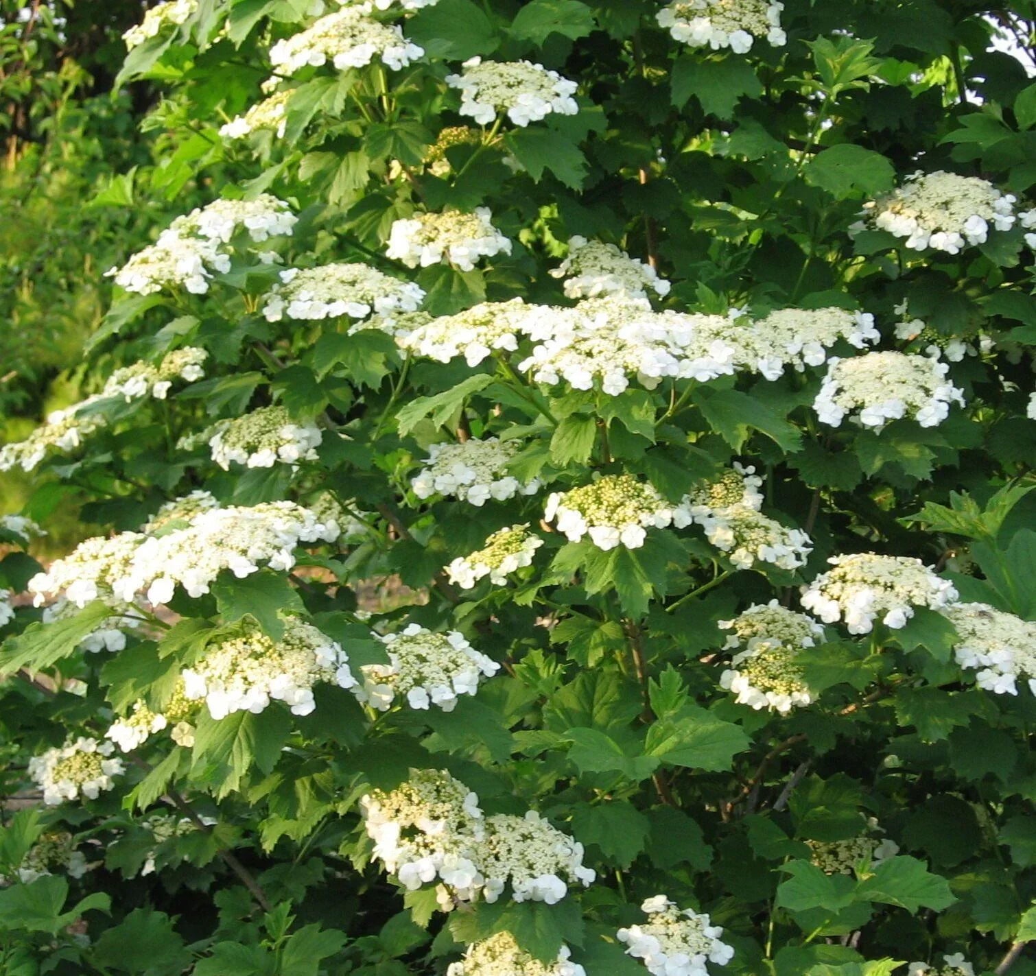 30 American Highbush Cranberry Seeds - Seed World