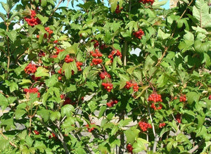 30 American Highbush Cranberry Seeds - Seed World