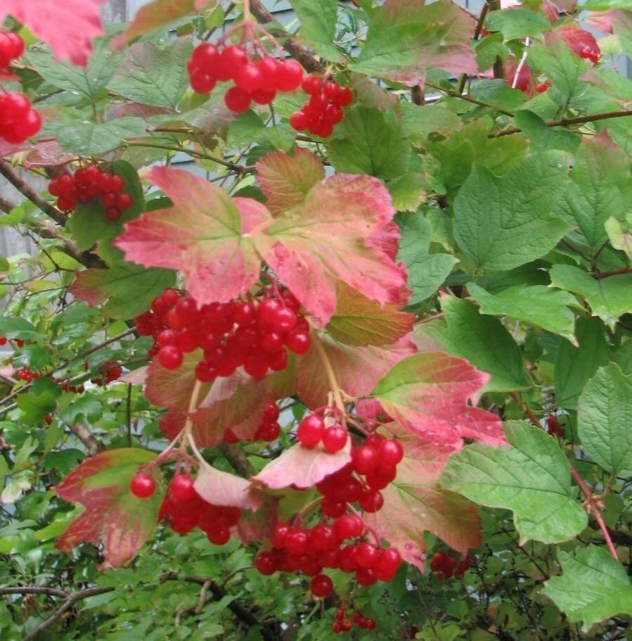 30 American Highbush Cranberry Seeds - Seed World