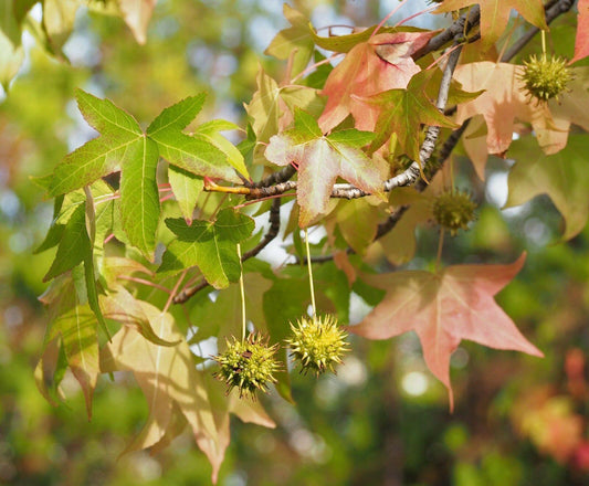 30 American Sweetgum (Liquidambar Styraciflua) Seeds - Seed World