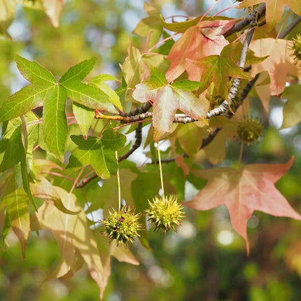 30 American Sweetgum (Liquidambar Styraciflua) Seeds - Seed World