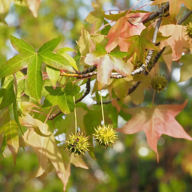 30 American Sweetgum (Liquidambar Styraciflua) Seeds - Seed World