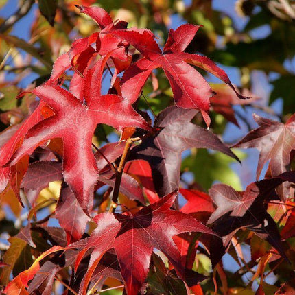 30 American Sweetgum (Liquidambar Styraciflua) Seeds - Seed World