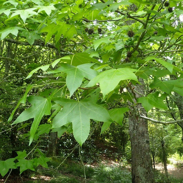 30 American Sweetgum (Liquidambar Styraciflua) Seeds - Seed World