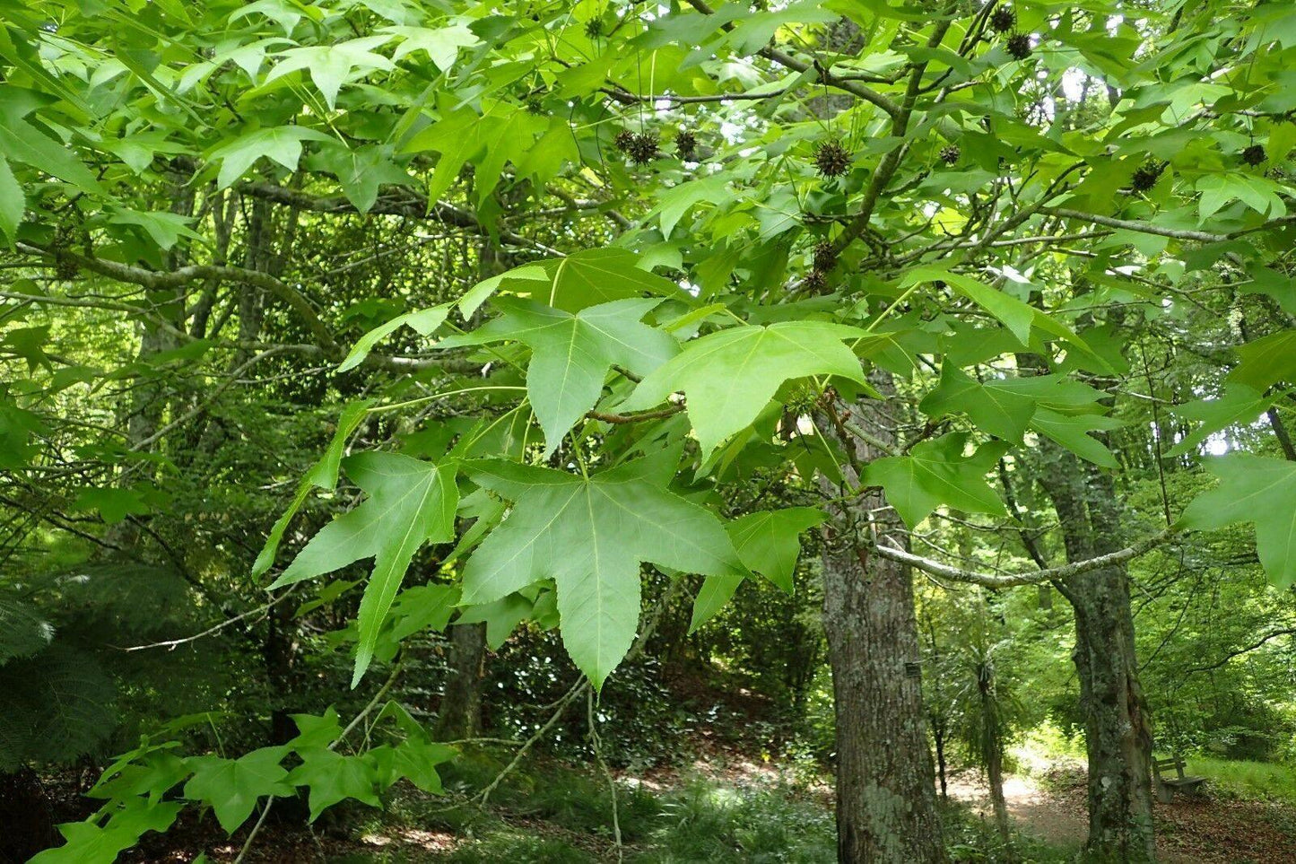 30 American Sweetgum (Liquidambar Styraciflua) Seeds - Seed World