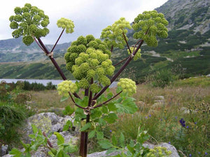 30 Angelica Archangelica Officinalis Edible Archangel / Holy Ghost Herb Seeds - Seed World