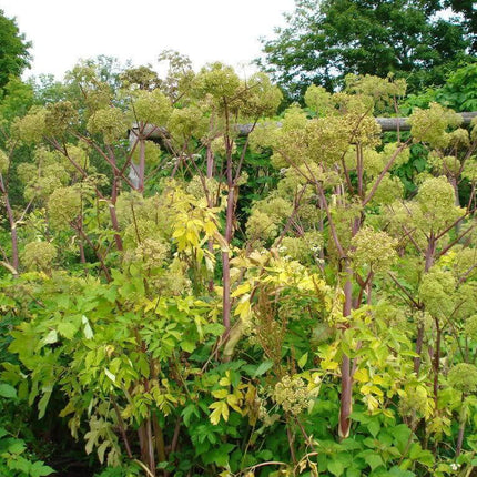 30 Angelica - Holy Ghost Seeds - Seed World