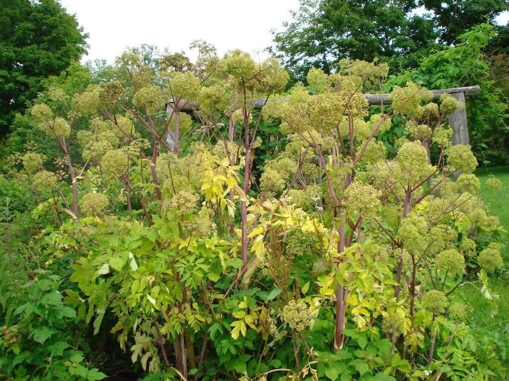 30 Angelica - Holy Ghost Seeds - Seed World