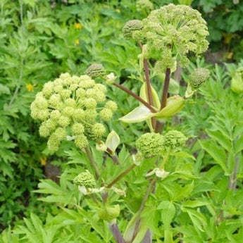 30 Angelica - Holy Ghost Seeds - Seed World