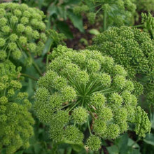 30 Angelica - Holy Ghost Seeds - Seed World