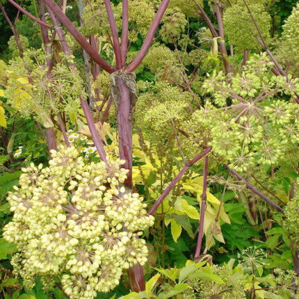 30 Angelica - Holy Ghost Seeds - Seed World