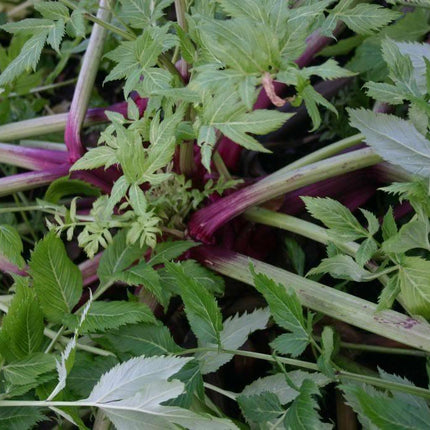 30 Angelica - Holy Ghost Seeds - Seed World