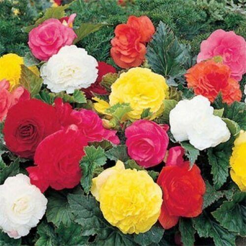 30 Begonia Tuberosa Double Mix Seeds - Seed World