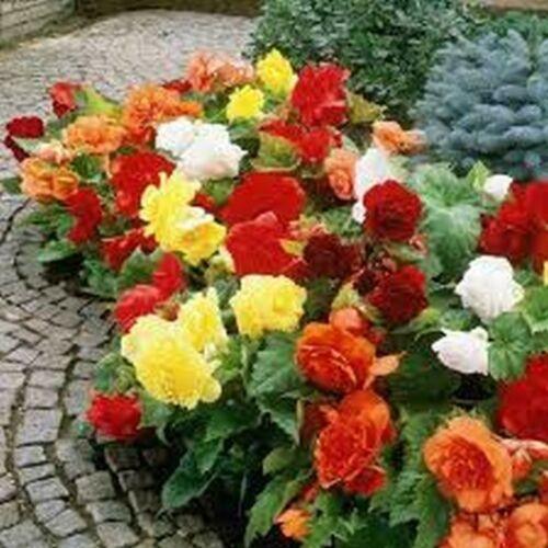 30 Begonia Tuberosa Double Mix Seeds - Seed World
