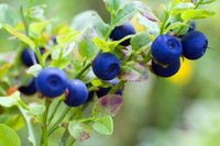 30 Bilberry Dwarf Shrub Seeds - Seed World