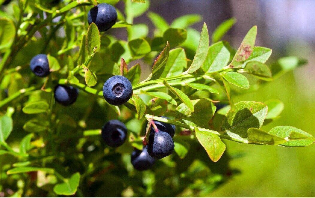 30 Bilberry Dwarf Shrub Seeds - Seed World