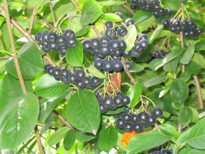 30 Black Chokeberry Seeds - Seed World