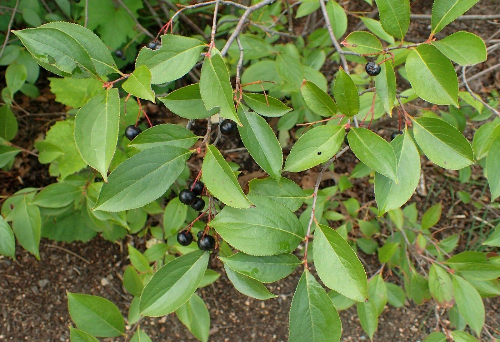 30 Black Chokeberry Seeds - Seed World