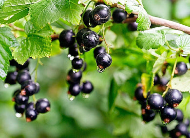 30 Black Currant Berry Seeds - Seed World