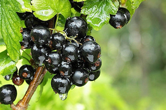 30 Black Currant Berry Seeds - Seed World