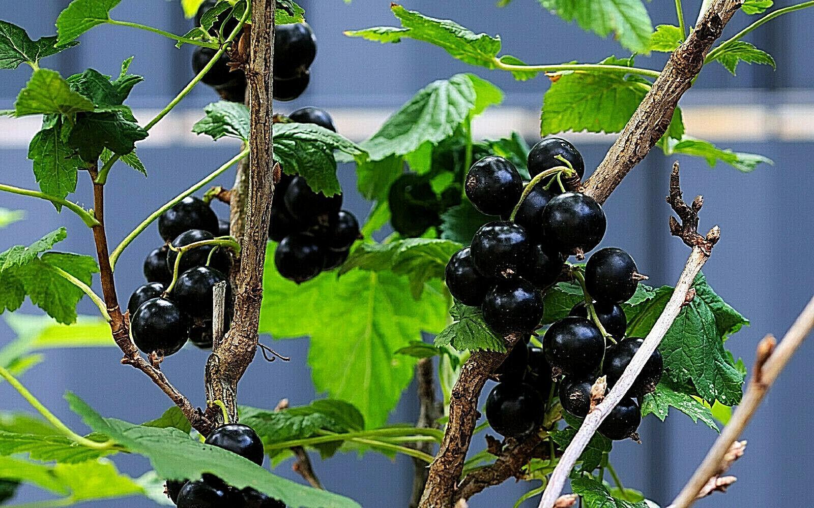 30 Black Currant Berry Seeds - Seed World