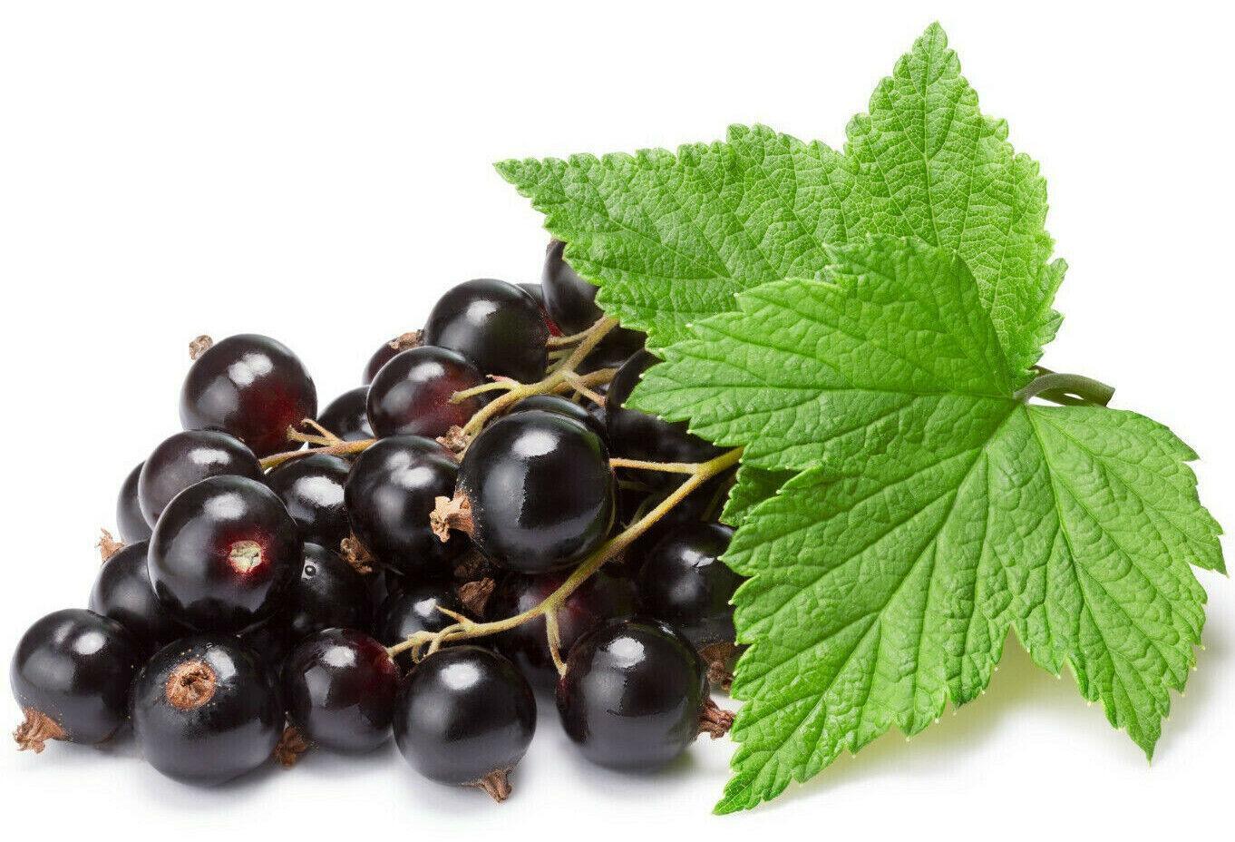 30 Black Currant Berry Seeds - Seed World