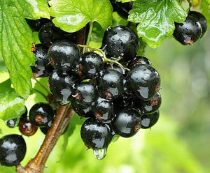 30 Black Currant Berry Seeds - Seed World