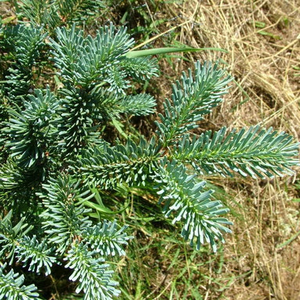 30 Blue Balsam Fir Seeds - Seed World