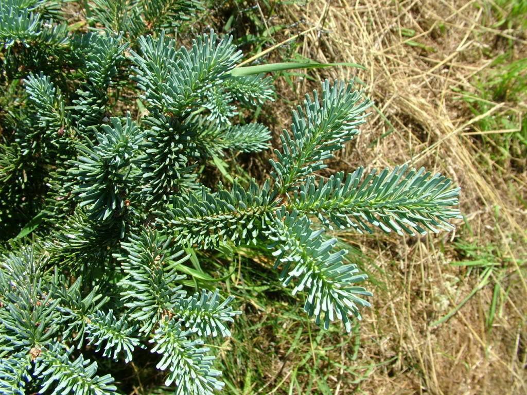 30 Blue Balsam Fir Seeds - Seed World