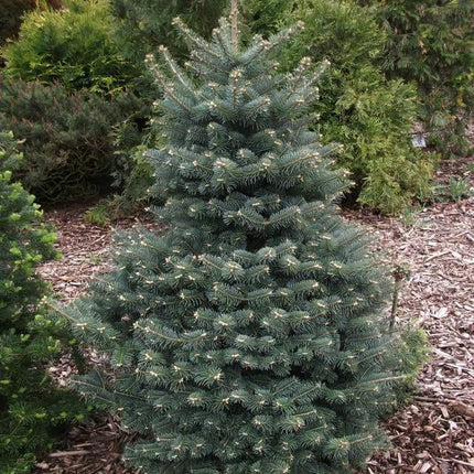 30 Blue Balsam Fir Seeds - Seed World