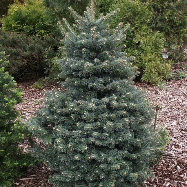 30 Blue Balsam Fir Seeds - Seed World