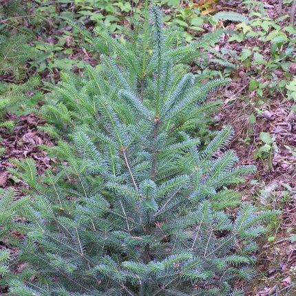 30 Blue Balsam Fir Seeds - Seed World