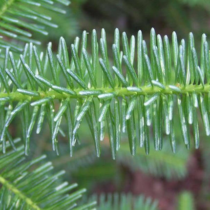 30 Blue Balsam Fir Seeds - Seed World