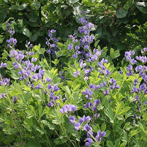 30 Blue False Indigo Baptisia Australis Seeds - Seed World