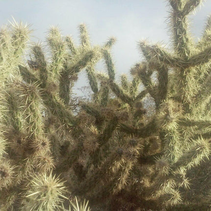 30 Buckhorn Cholla Cactus Seeds - Seed World
