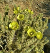 30 Buckhorn Cholla Cactus Seeds - Seed World