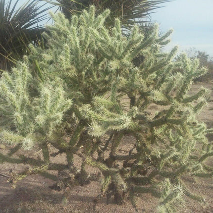 30 Buckhorn Cholla Cactus Seeds - Seed World