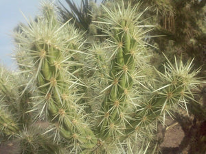 30 Buckhorn Cholla Cactus Seeds - Seed World